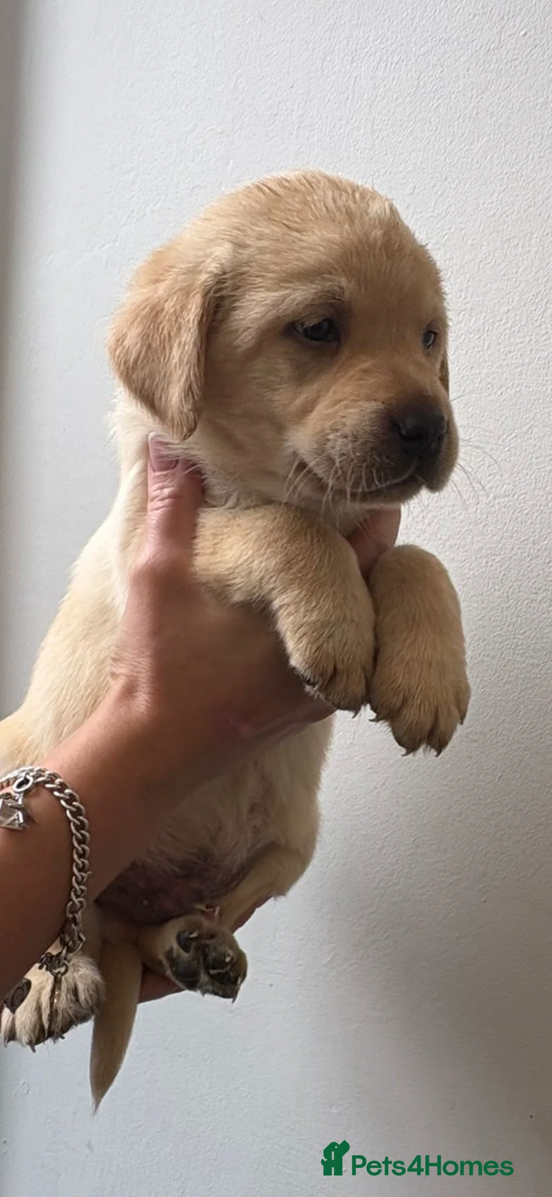 Labrador Retriever dogs for sale: Labrador pups - Advert 14