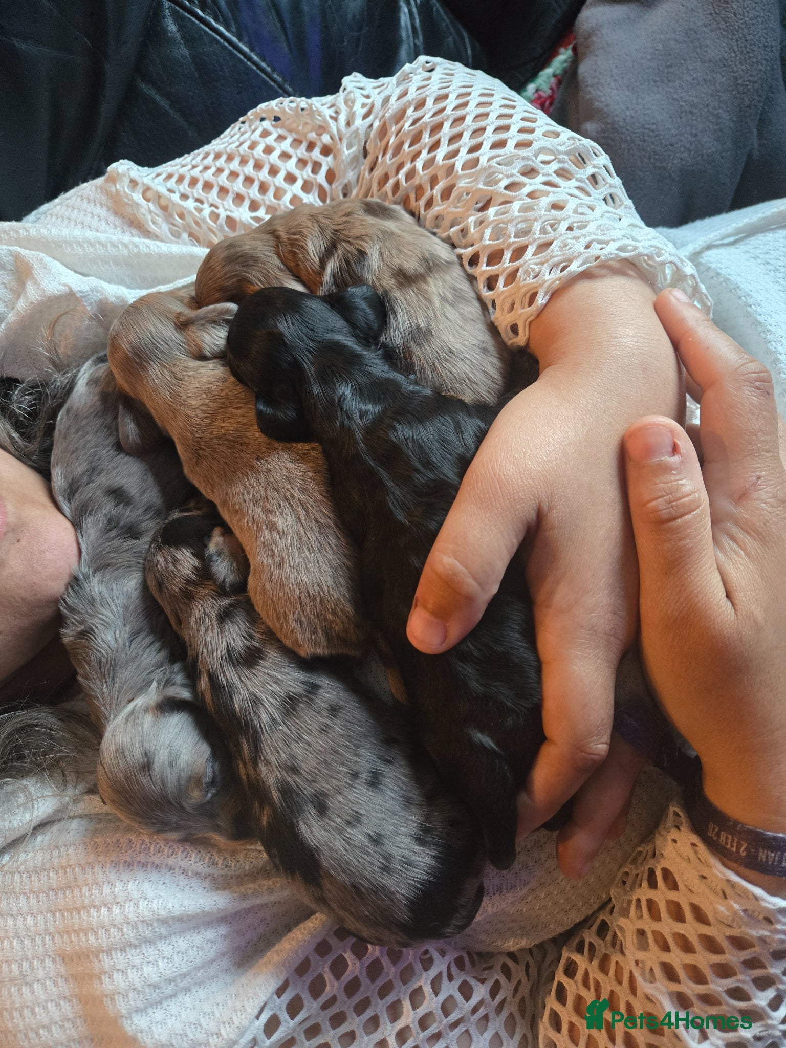 Dachshund dogs for sale: 5 gorgeous dachshund puppies for loving homes in Ludlow - Advert 17