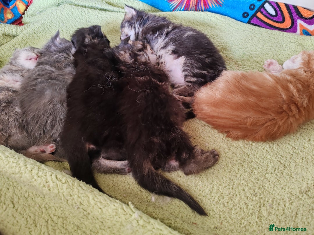 Maine Coon cats for sale: V. Vilma  - Advert 29