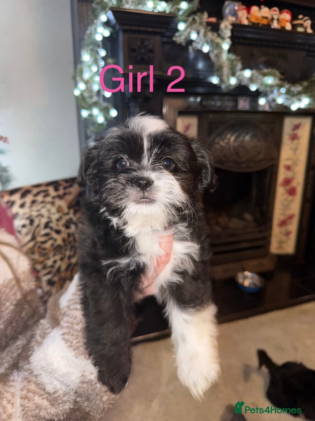 Mixed Breed dogs for sale: Shih Tzu x fluffy frenchie  - Advert 3