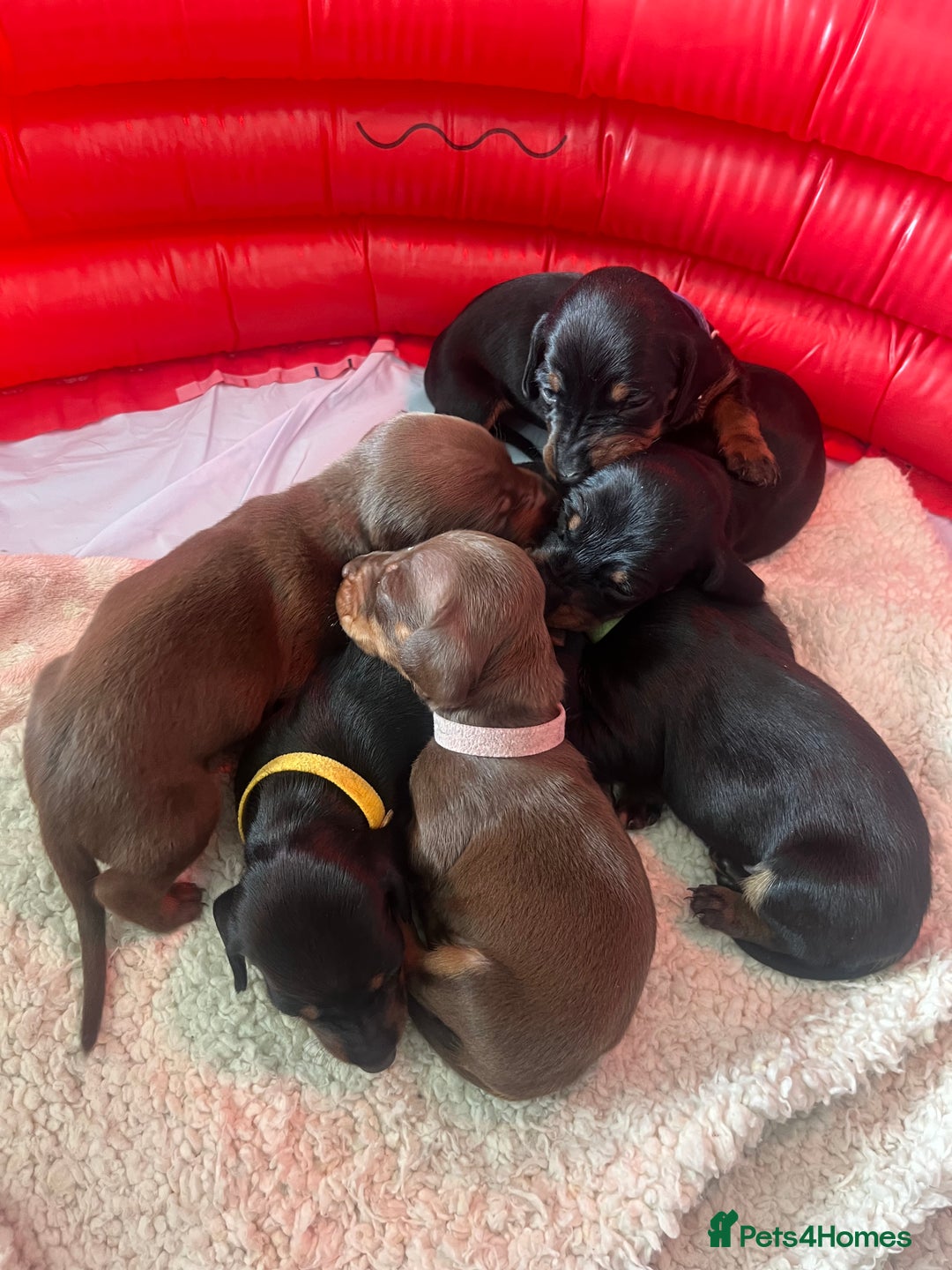 Miniature Dachshund dogs for sale: LAST ONE LEFT Miniature Dachshunds KC Registered in Pershore - Image 6