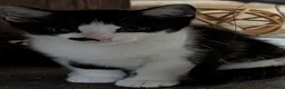 Mixed Breed cats for sale: 4 beautiful kittens - Advert 3