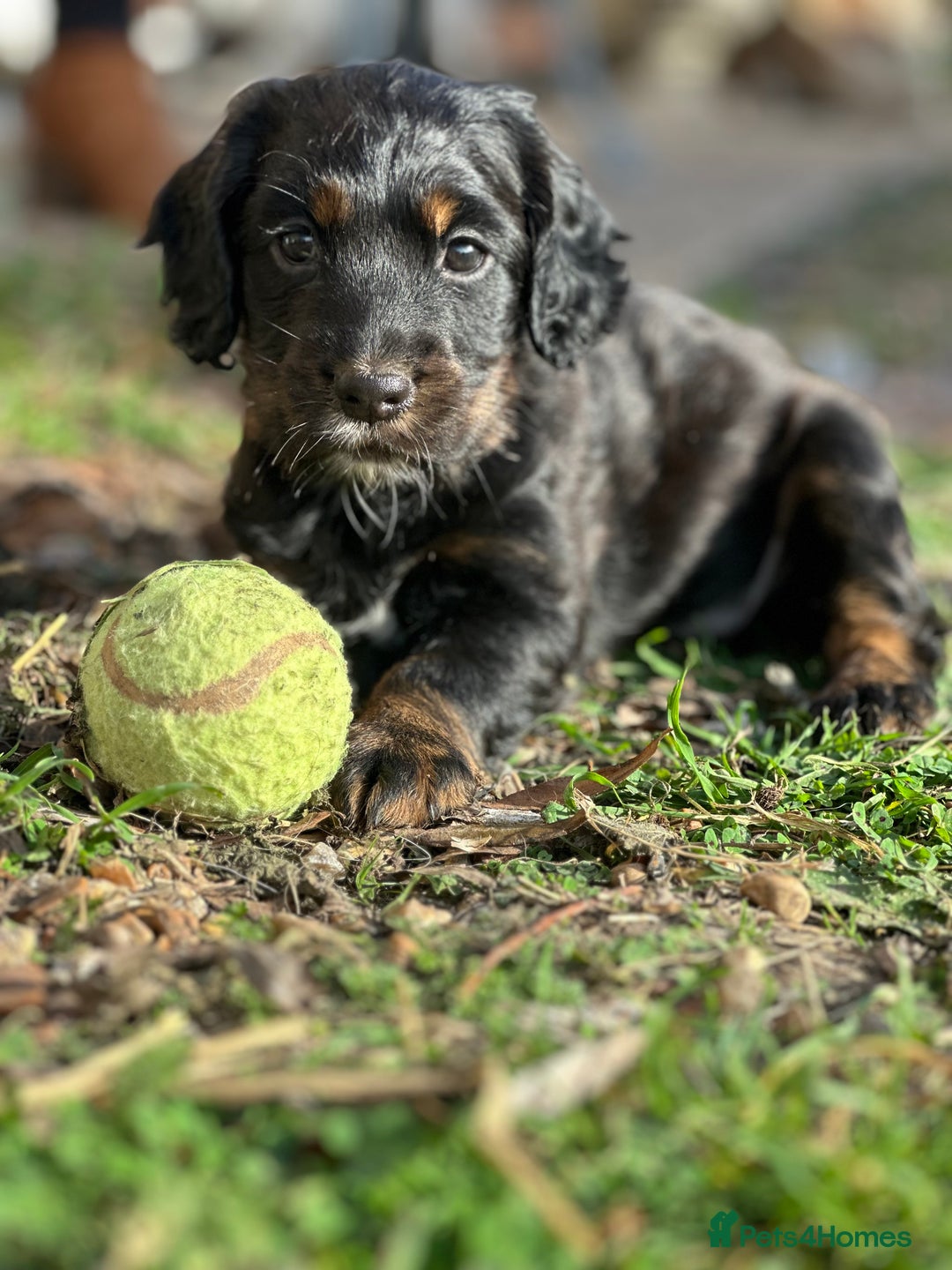 Cocker Spaniel dogs for sale: One beautiful working cocker girl  - Image 2