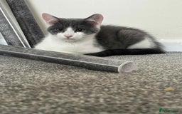 Mixed Breed cats for sale: Male  - Image 2