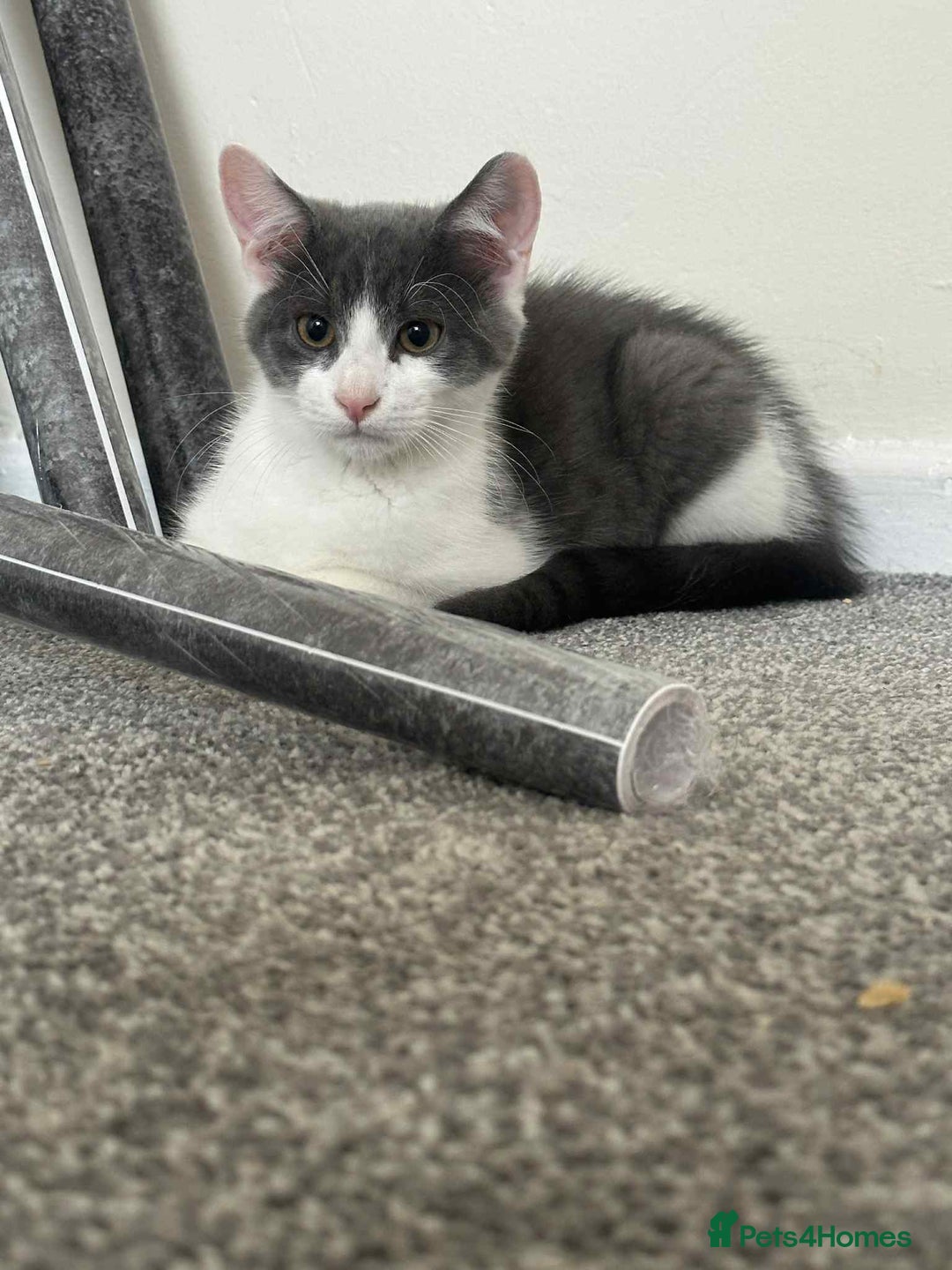 Mixed Breed cats for sale: Male  - Image 2