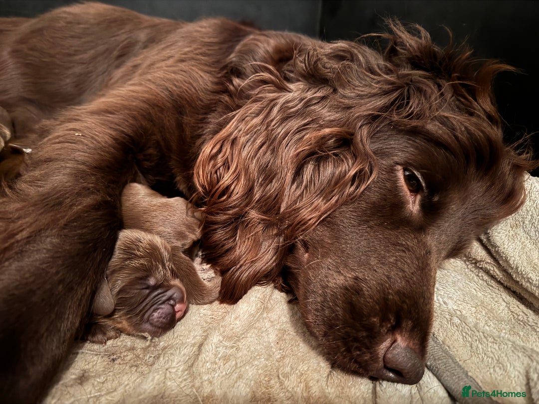 Cocker Spaniel dogs for sale: Beautiful litter of cocker spaniels for sale  - Image 5