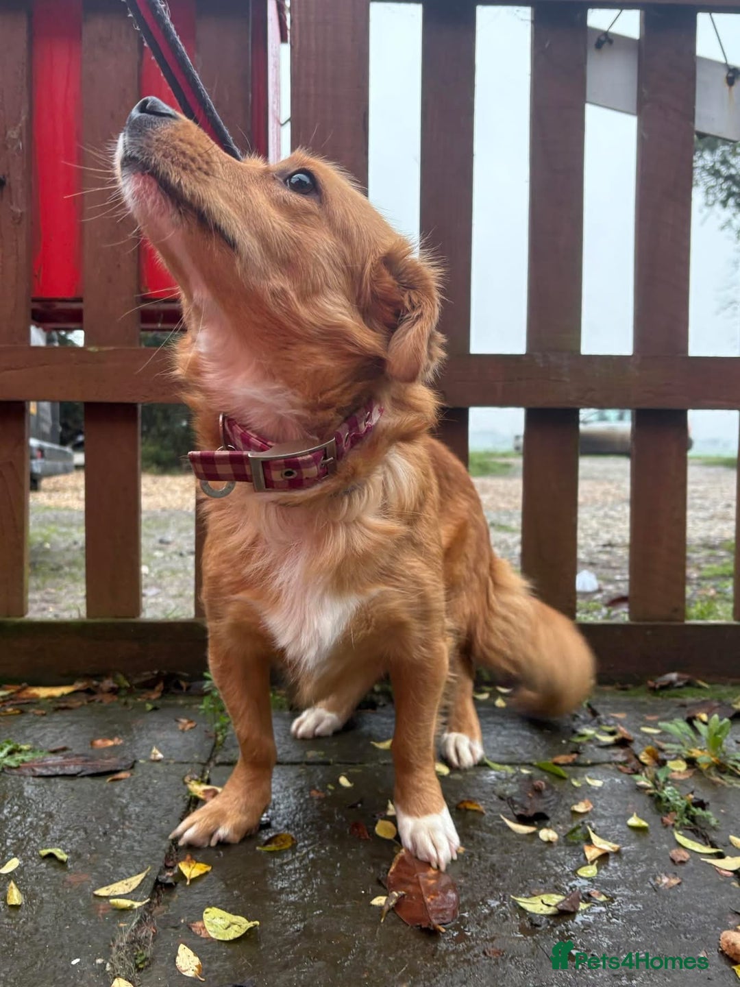 Mixed Breed dogs for adoption: Rose - Norwich Norfolk  - Advert 20
