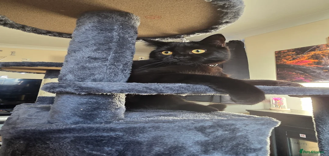 Gallery Image {{count}}