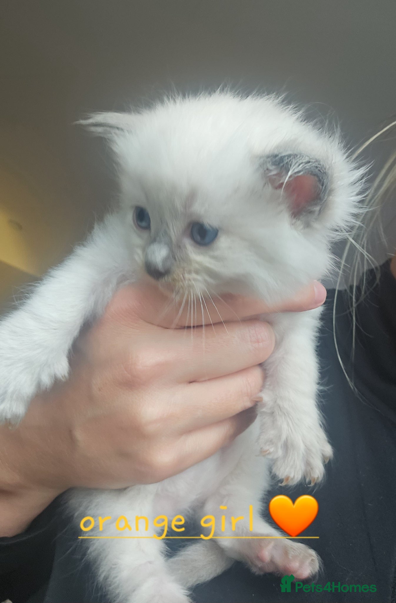 Ragdoll cats Ragdoll kittens 😸 *1 girl 1 boy left* - Advert 3