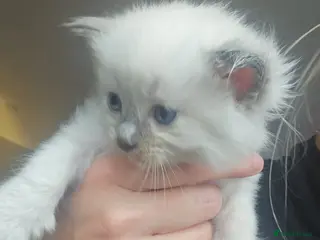 Ragdoll cats Ragdoll kittens 😸 *1 girl 1 boy left* - Advert 3