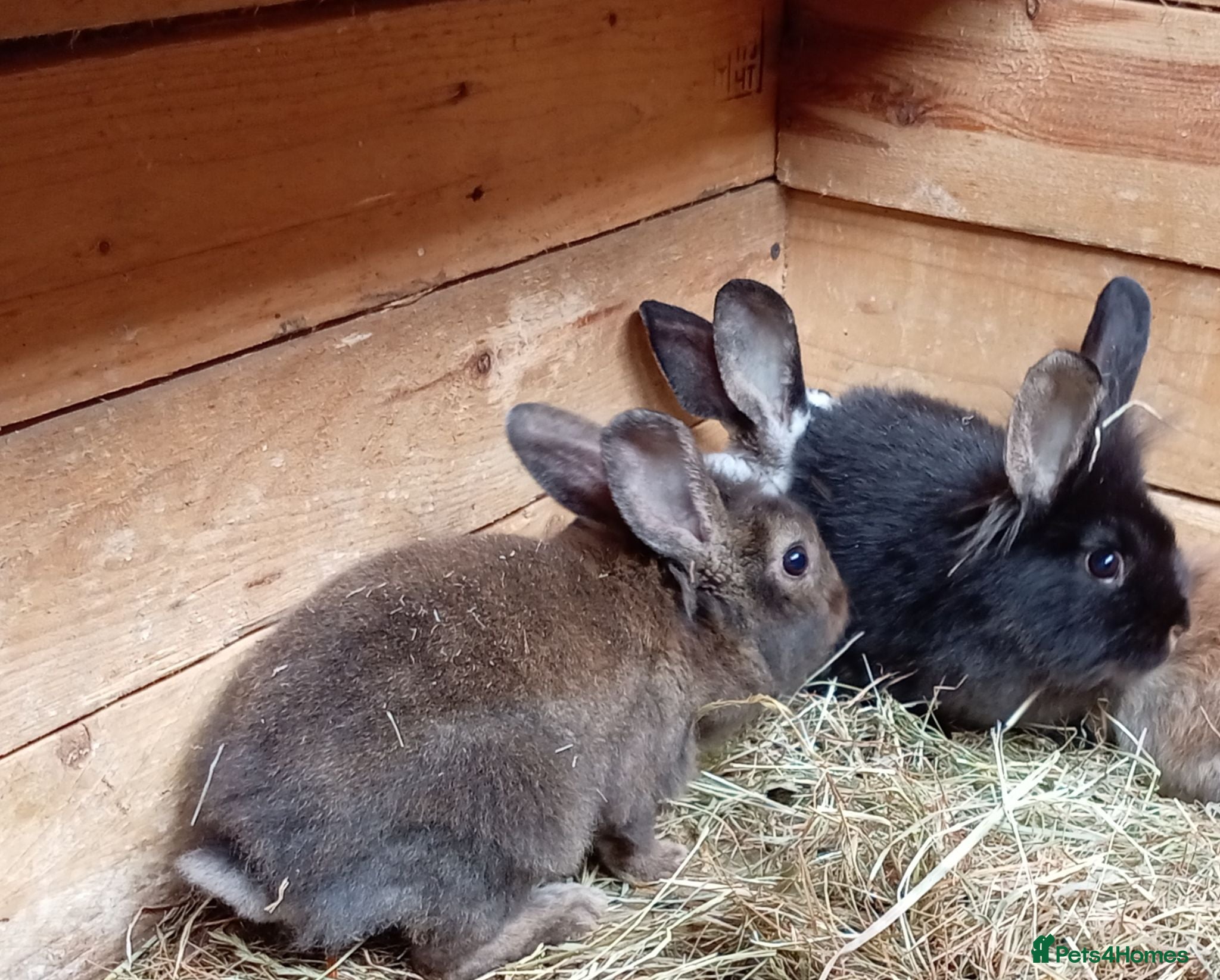 Mini Lion Lop rabbits  baby rabbits available now  - Advert 15