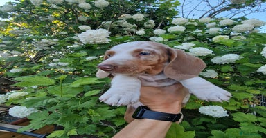 Dachshund dogs in Ware - Advert 2