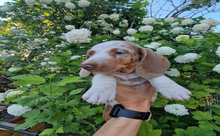 Dachshund dogs in Ware - Advert 2
