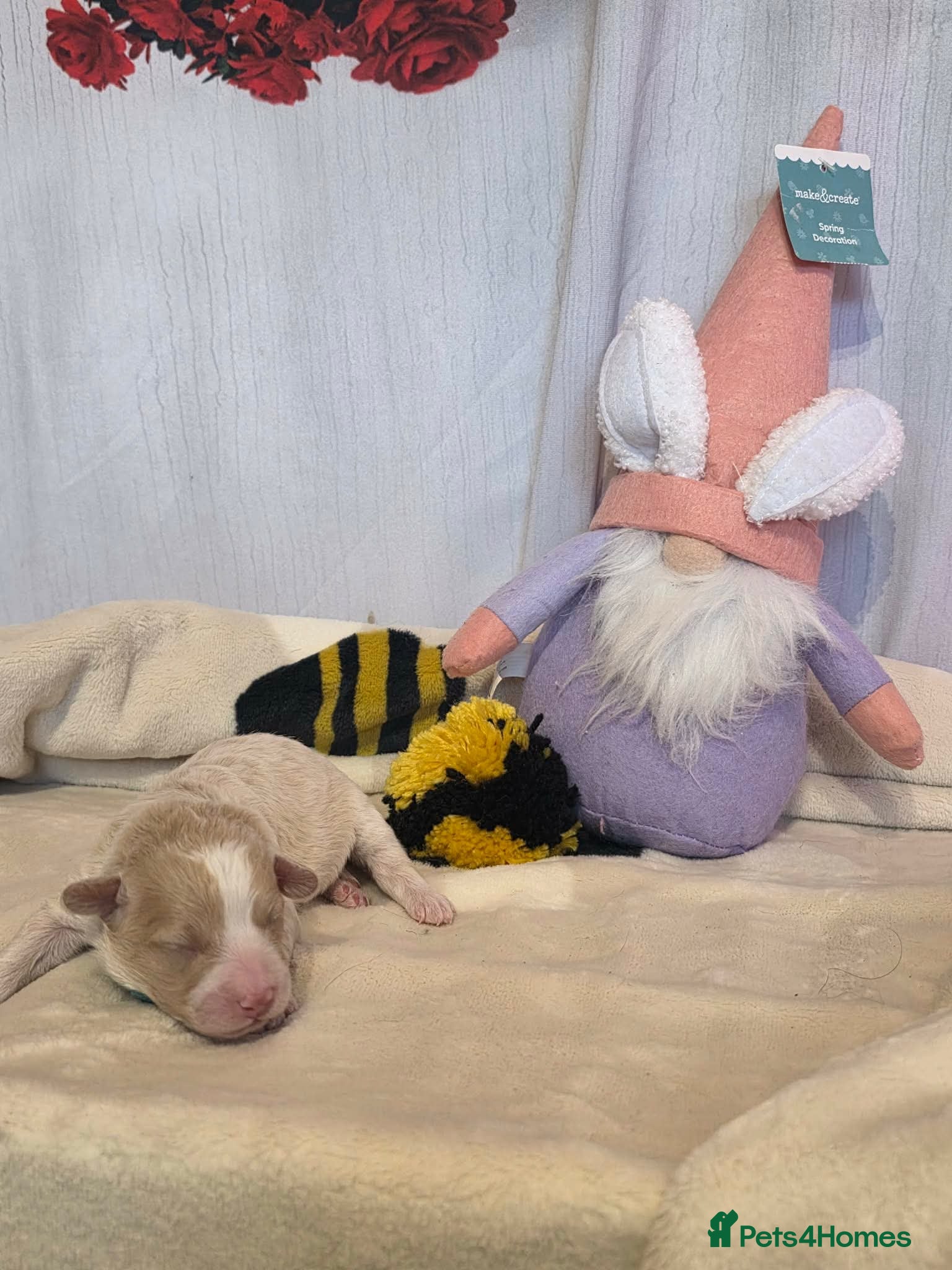 Cavapoo dogs Stunning cavapoos available  - Advert 1