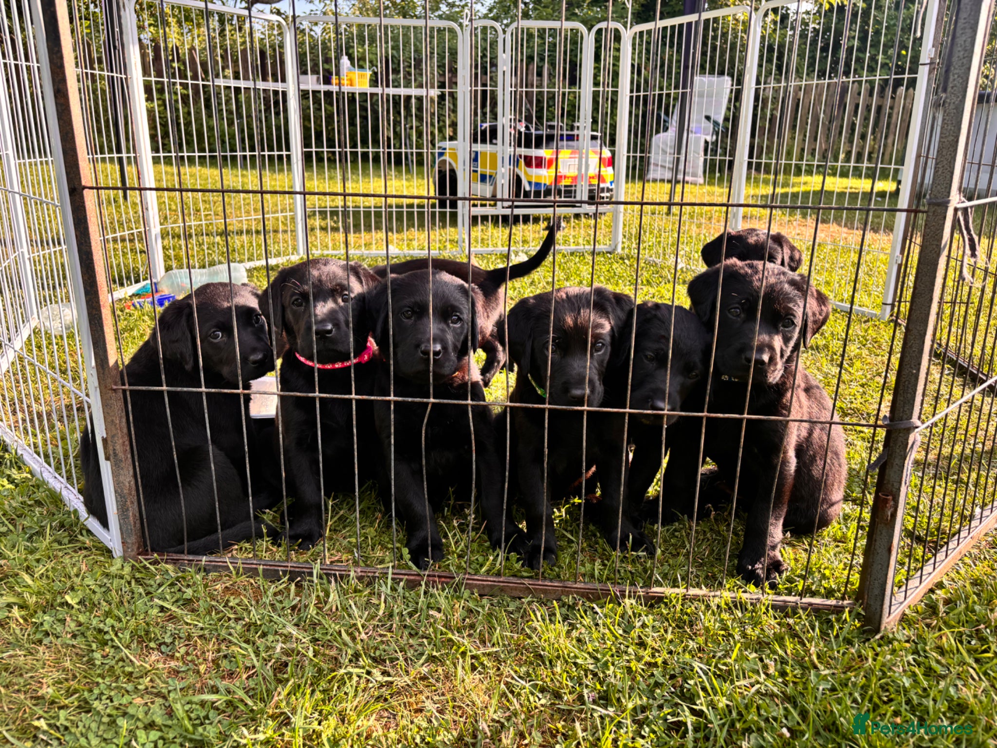Labrador Retriever dogs for sale: 8 beautiful Black Labrador puppies for sale  - Advert 11