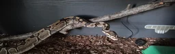 Python Snake reptiles for sale: 2 ball pythons - Advert 4
