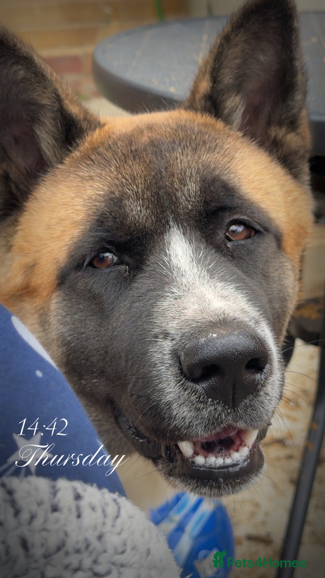 Akita dogs for sale: Bear, full breed Japanese akita  - Image 2