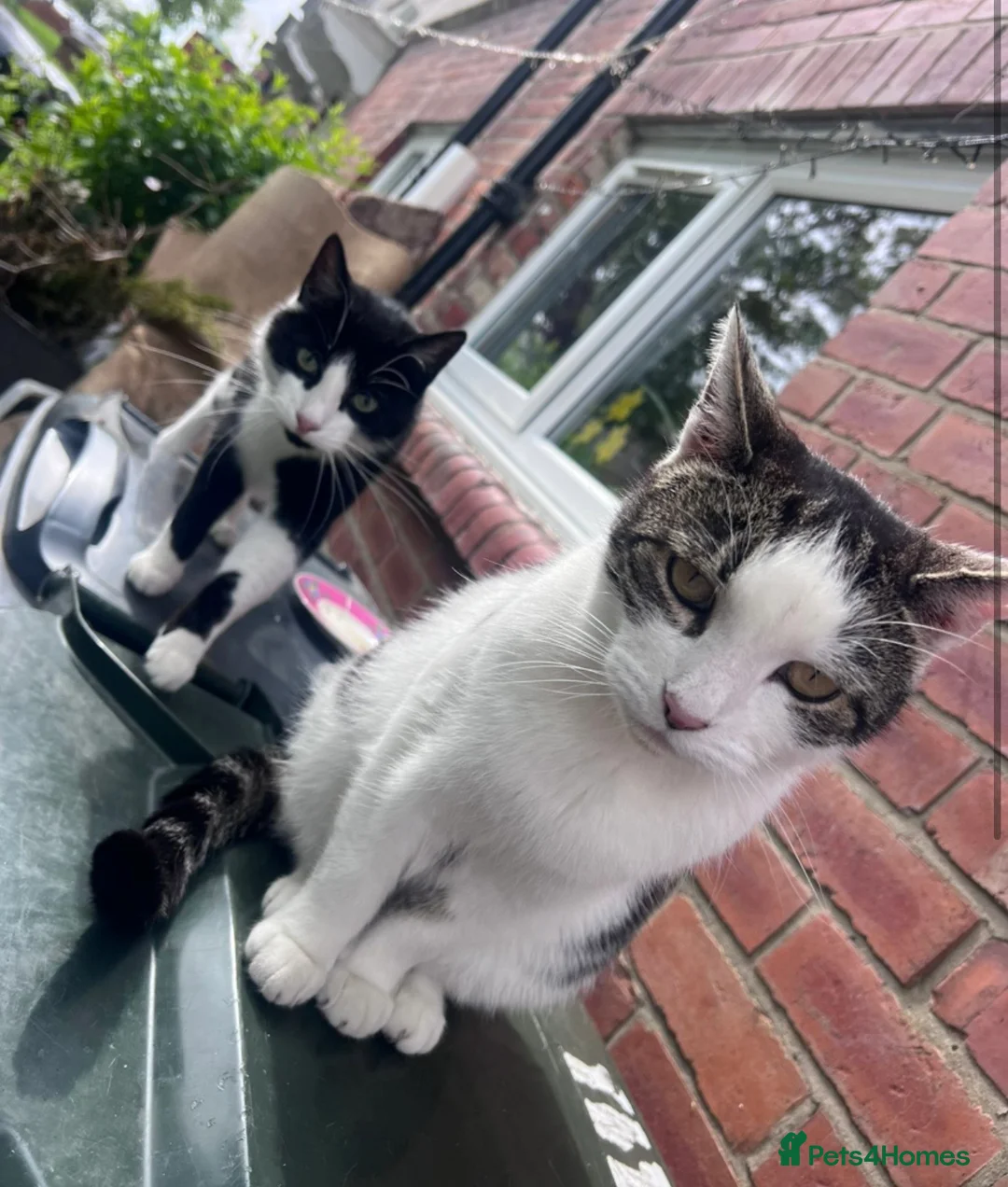 Mixed Breed cats for sale: 2 male cats  in Newcastle upon Tyne - Advert 2