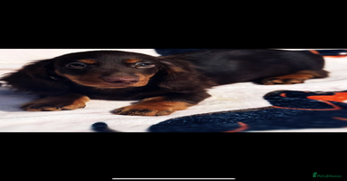 Miniature Dachshund dogs - Advert 1