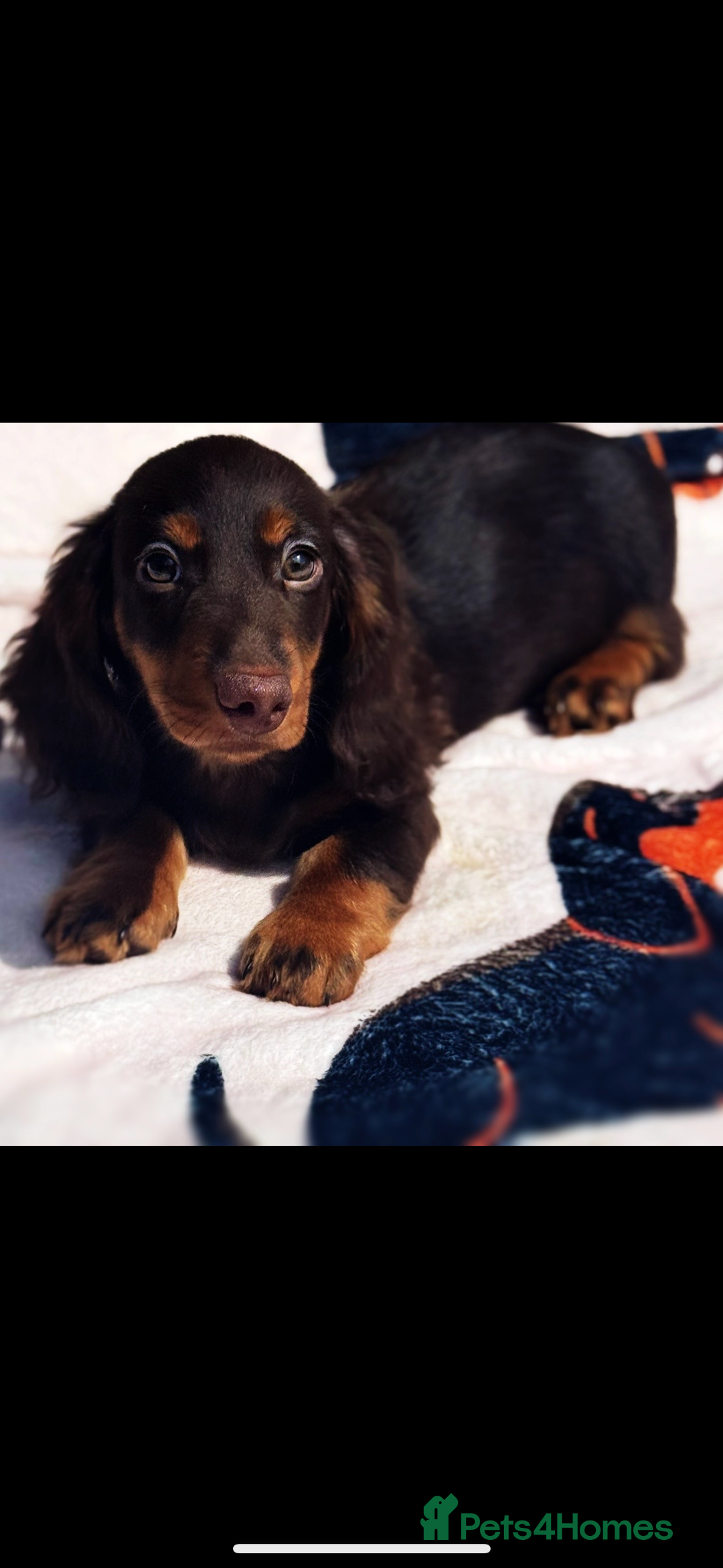 Miniature Dachshund dogs for sale: 2 gorgeous fluffy boys  - Image 2