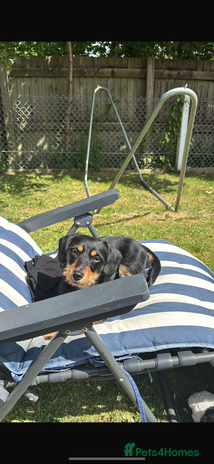 Mixed Breed dogs - Advert 8