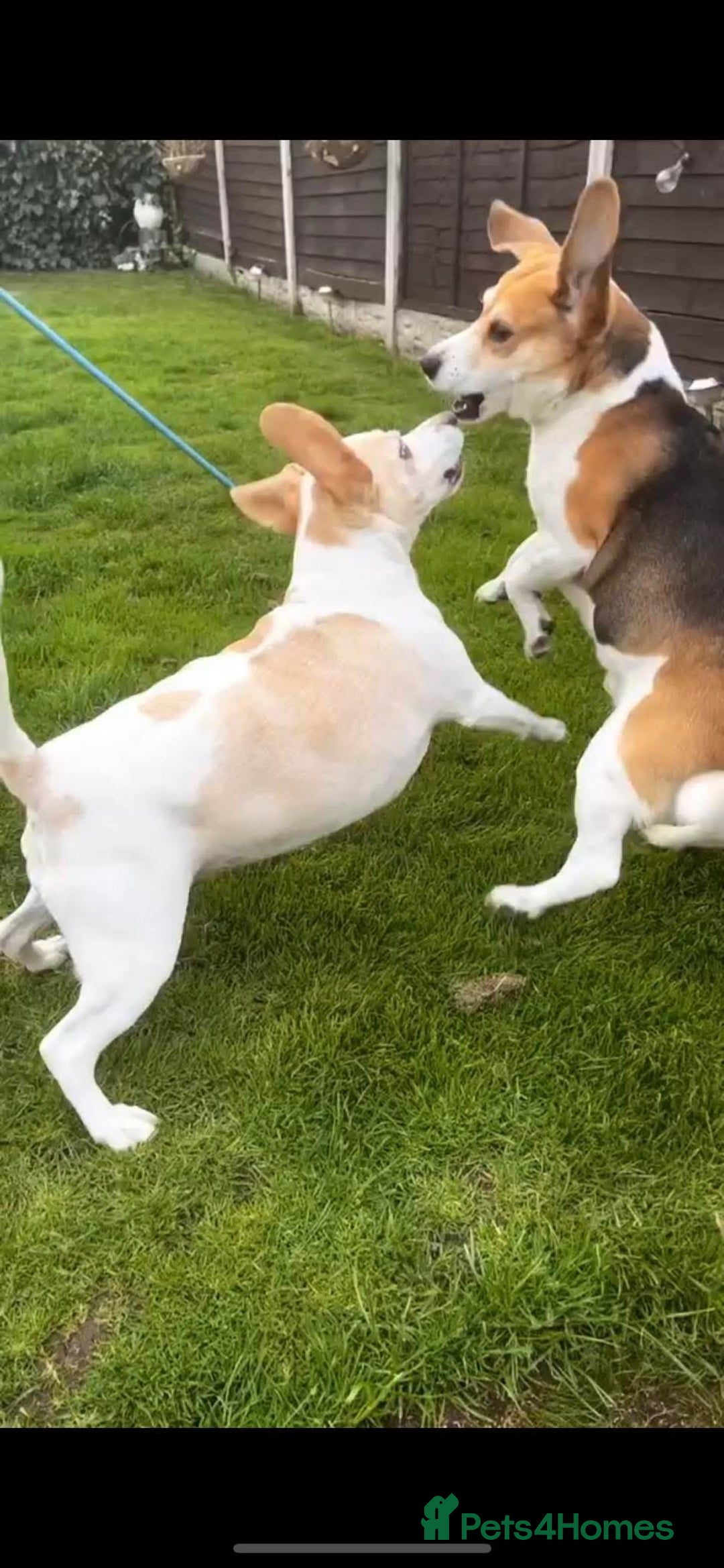Beagle dogs for sale: Two beautiful beagles  - Advert 14