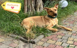 Mixed Breed dogs for adoption: 💖🐶 KURKUMA -1.5-year-old girl, medium-sized🐶💖 - Image 2