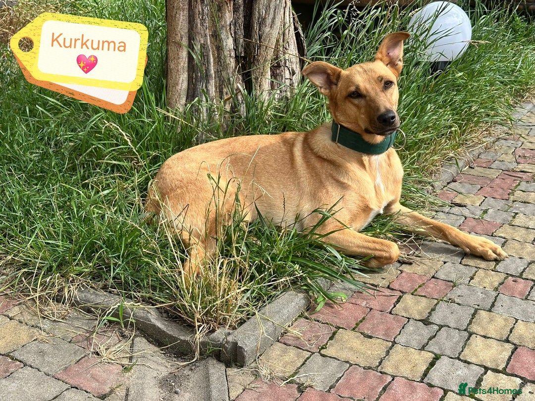Mixed Breed dogs for adoption: 💖🐶 KURKUMA -1.5-year-old girl, medium-sized🐶💖 - Image 2