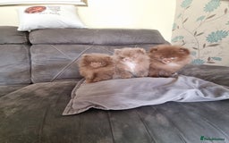 Pomeranian dogs for sale: Kc registered teddy bear pomeranians - Image 2