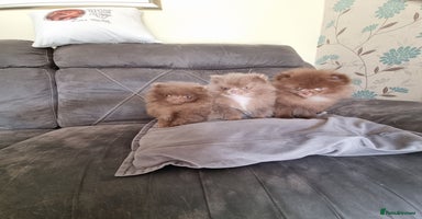 Pomeranian dogs - Advert 13