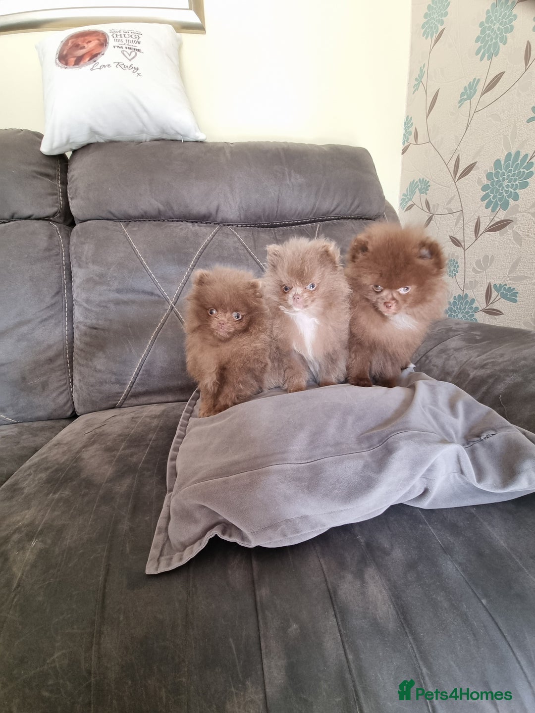 Pomeranian dogs for sale: Kc registered teddy bear pomeranians - Image 2