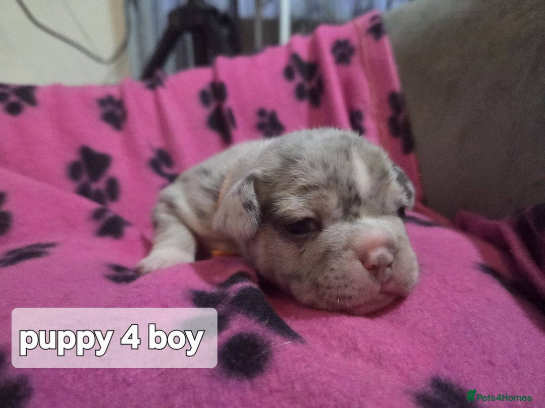 French Bulldog dogs for sale: Frenchie puppies for sale  - Advert 6