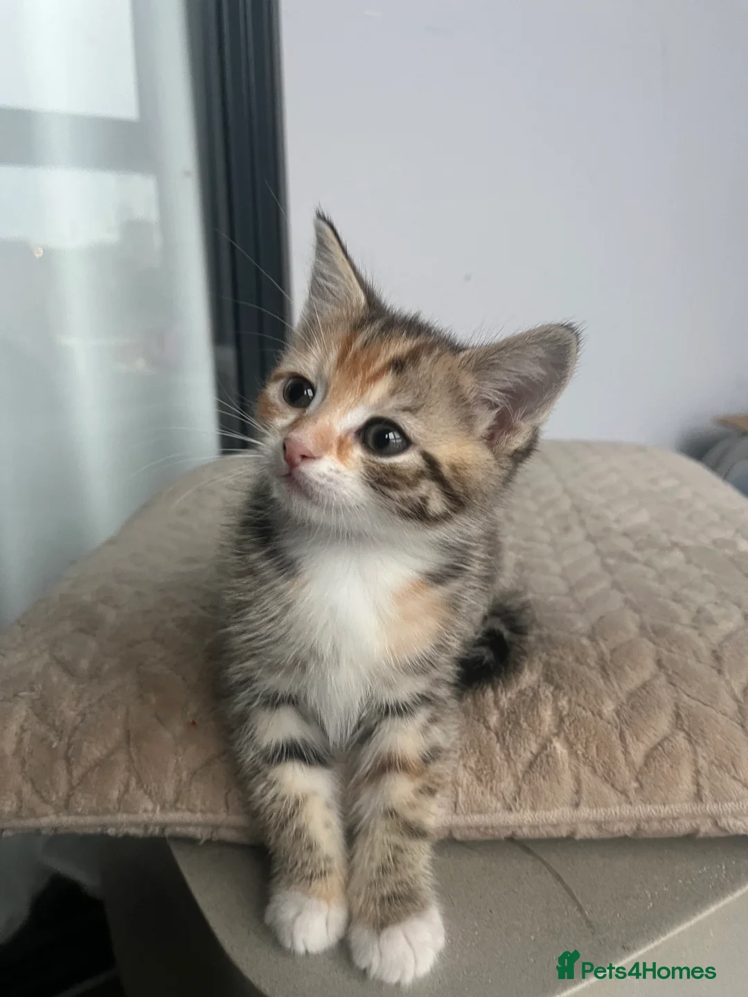 Mixed Breed cats for sale: 6 beautiful home ready kittens  - Advert 9