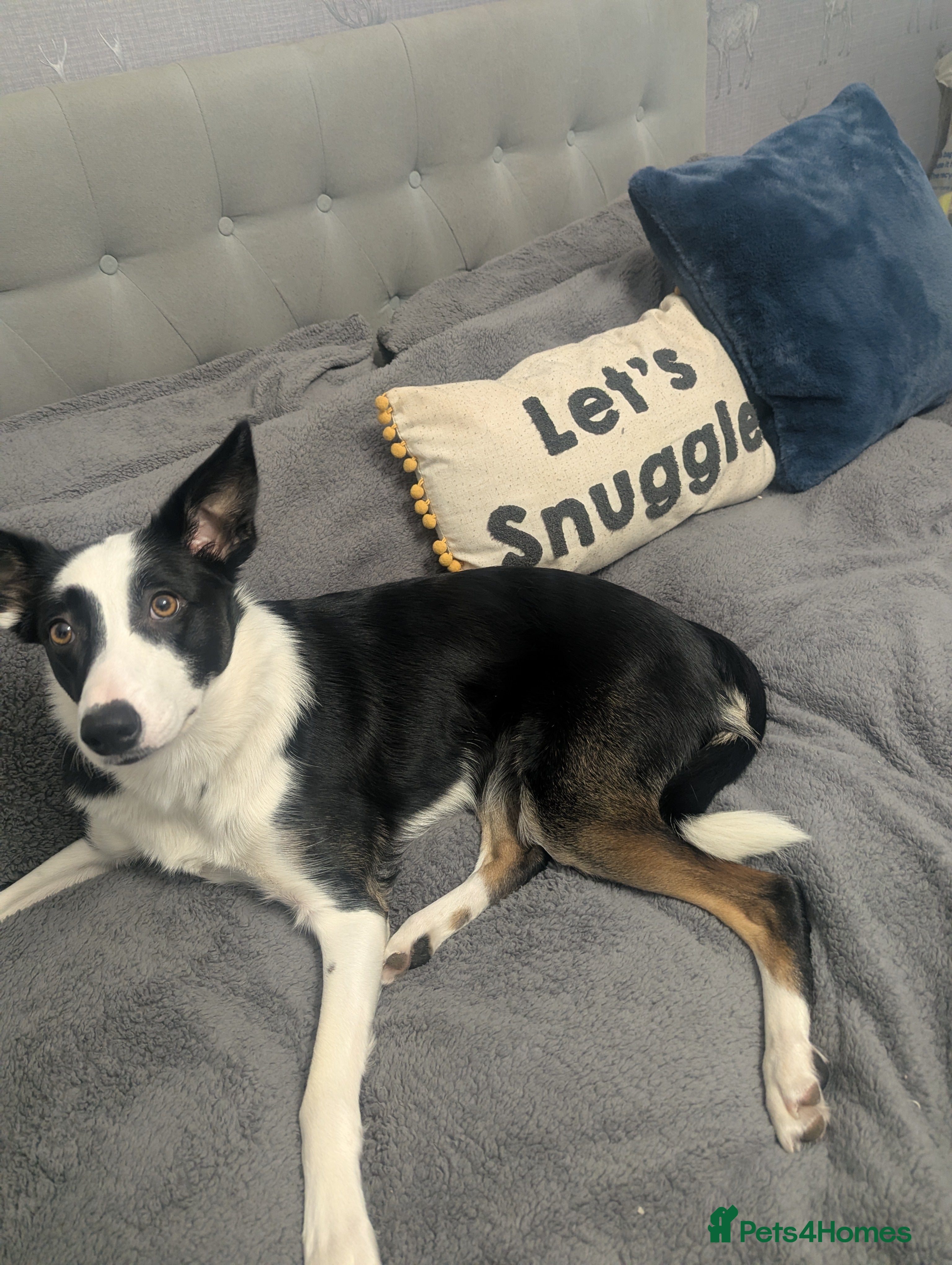 Border Collie dogs Female 1 year old Border Collie for a new home - Advert 2