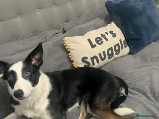 Border Collie dogs Female 1 year old Border Collie for a new home - Advert 2