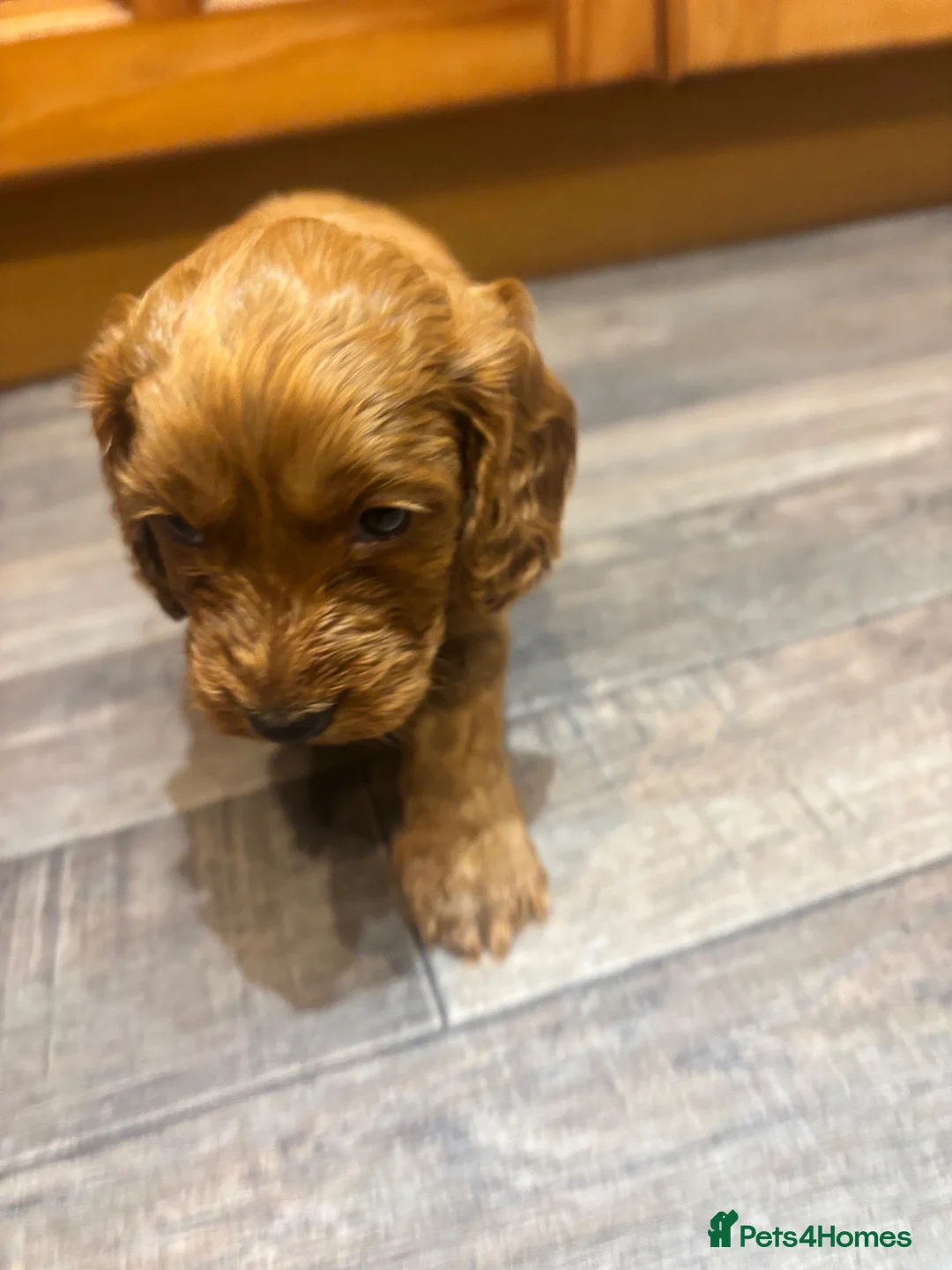 Cockapoo dogs for sale: Cockapoo puppies  - Advert 2