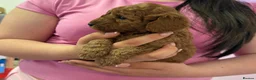 Cavapoo dogs for sale: F1B Cavapoo Puppies Looking For Forever Homes - Advert 8