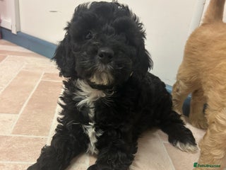 Cockapoo dogs Cockapoos ready now - Advert 4