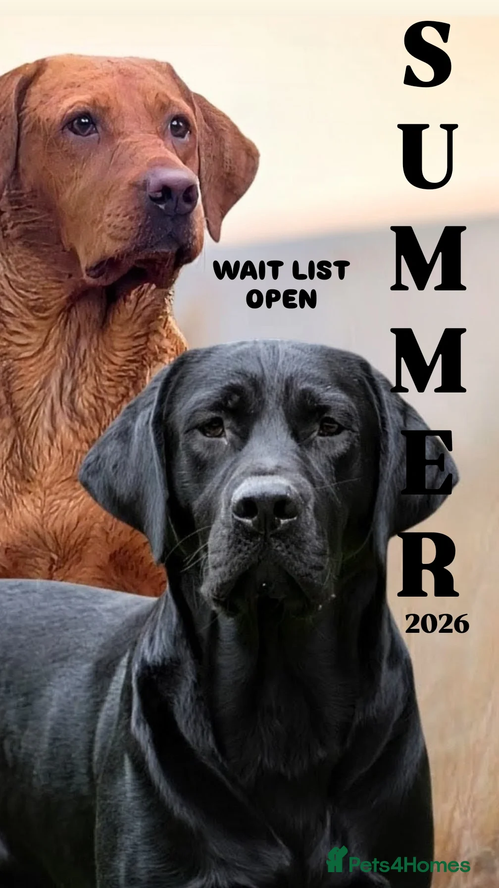 Labrador Retriever dogs Black Labrador Puppies  - Advert 1