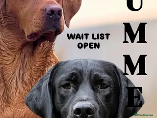 Labrador Retriever dogs Black Labrador Puppies - Advert 1