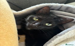 Domestic Shorthair cats for sale: Female cat for rehoming  - Image 5