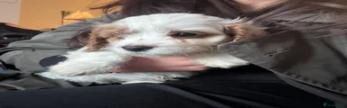 Cavapoo Puppy 2