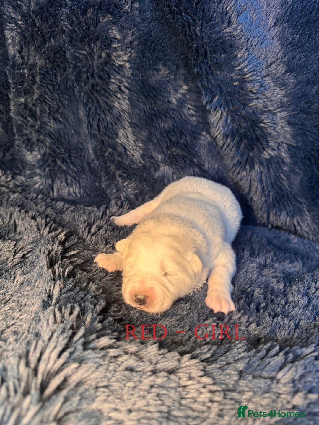 Samoyed dogs for sale: 🌟 Exceptional KC bear-faced Samoyed pups 🌟 - Advert 16