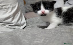 Mixed Breed cats for sale: Kittens for sale  - Image 4