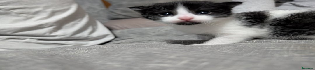 Mixed Breed Kitten 1