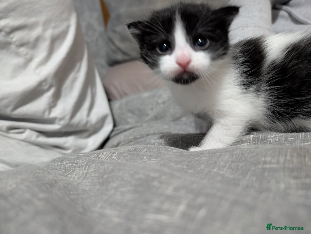 Mixed Breed cats for sale: Kittens for sale  - Image 4