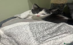 Mixed Breed cats for sale: BEAUTIFUL KITTENS  - Image 5