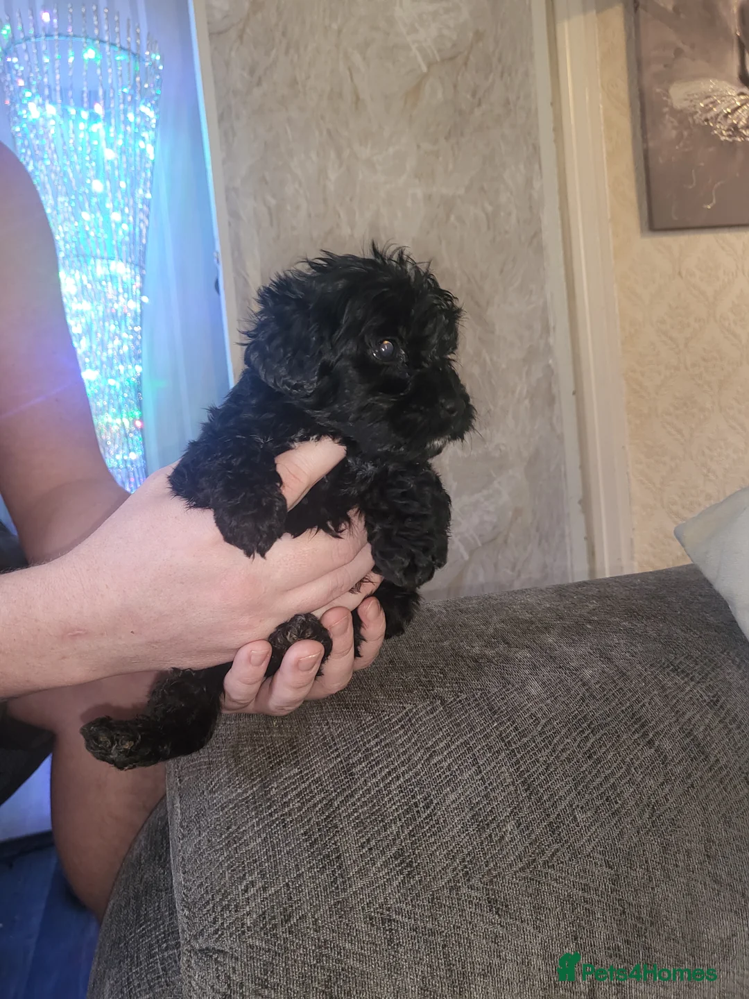 Cockapoo dogs for sale: Beautiful cockapoo  - Advert 4