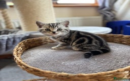 British Shorthair cats for sale: ❤️💙 GORGEOUS SILVER TABBY BSH CHAMPION LINES 💙❤️ - Image 8