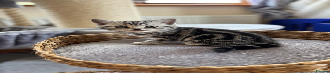 Tabby black collar